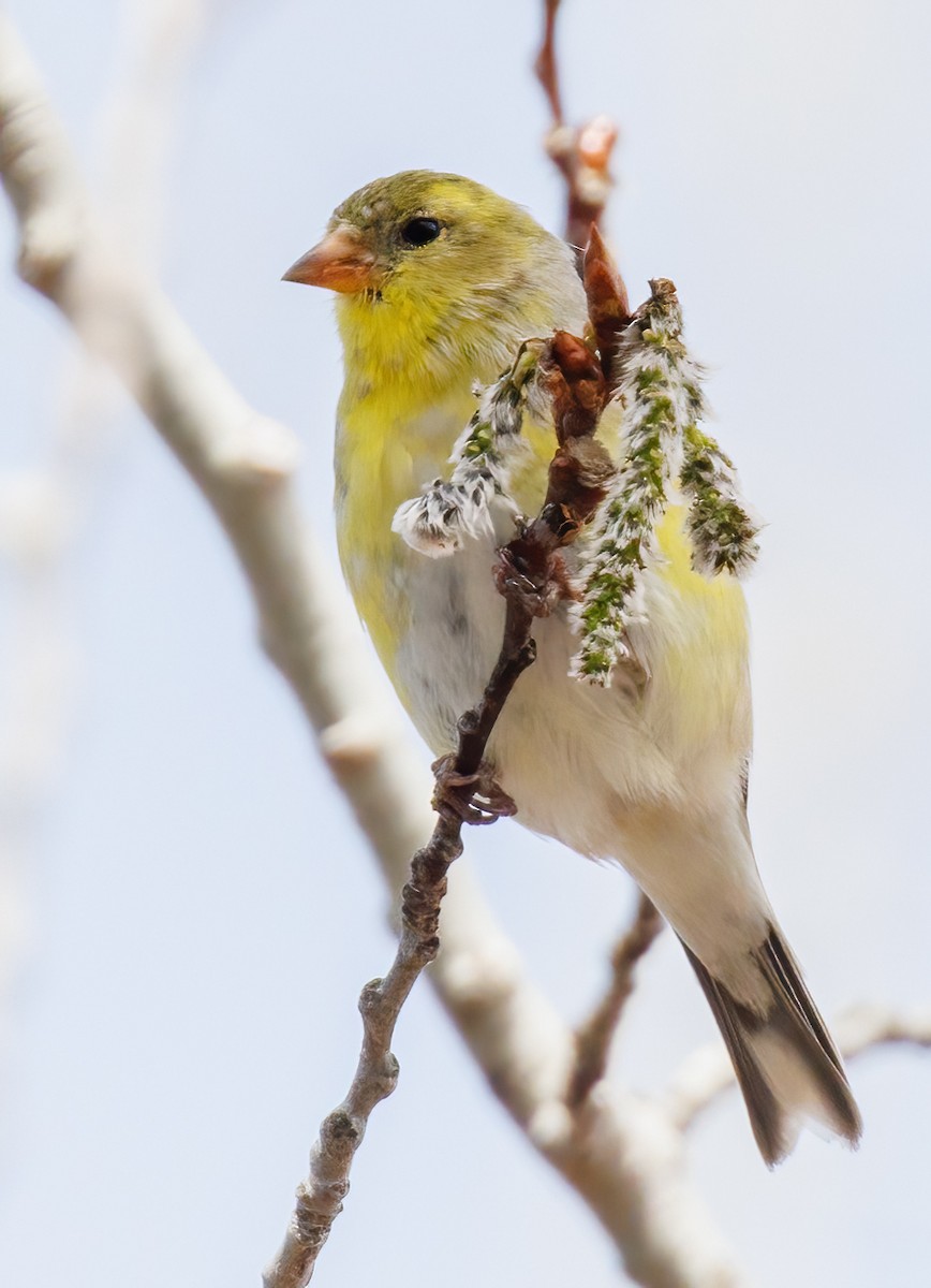 gulstillits - ML634549728