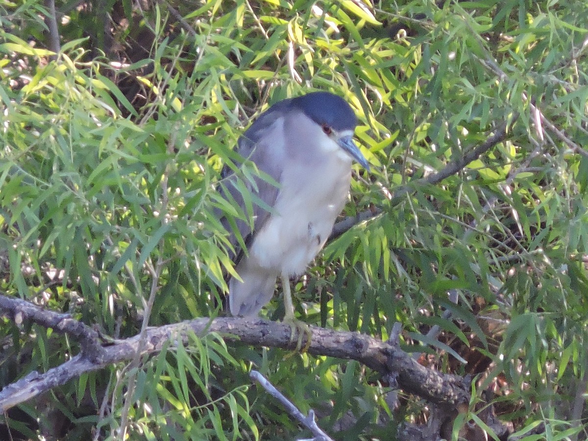 kvakoš noční - ML634549831