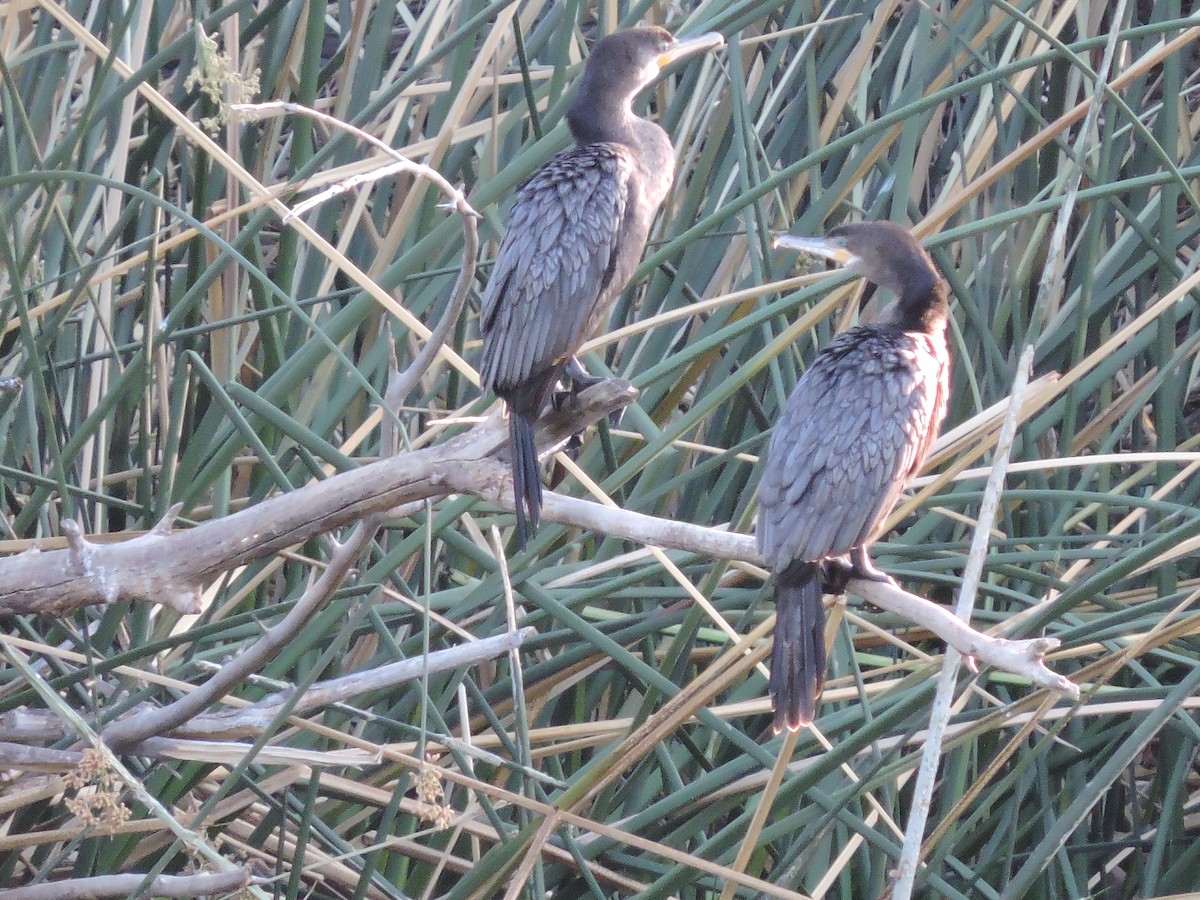 kormorán neotropický - ML634549848