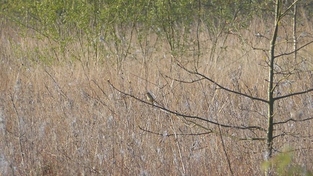 cvrčilka zelená - ML634549884