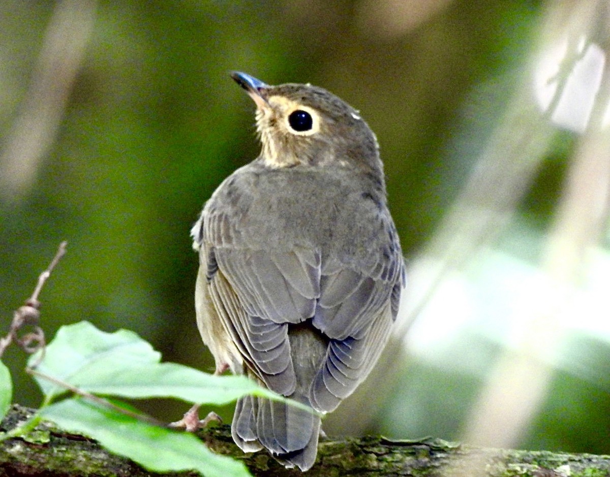 Zwergmusendrossel - ML634549918