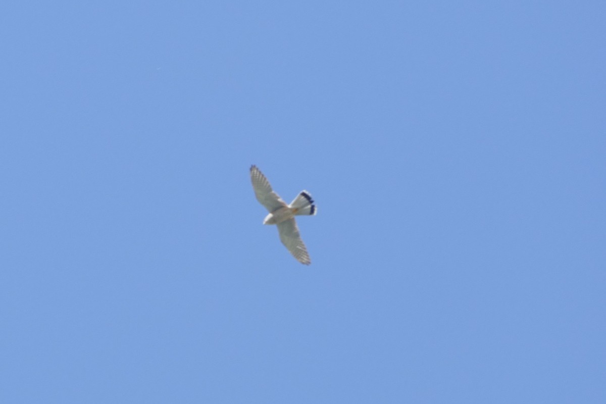 Turmfalke - ML634549924