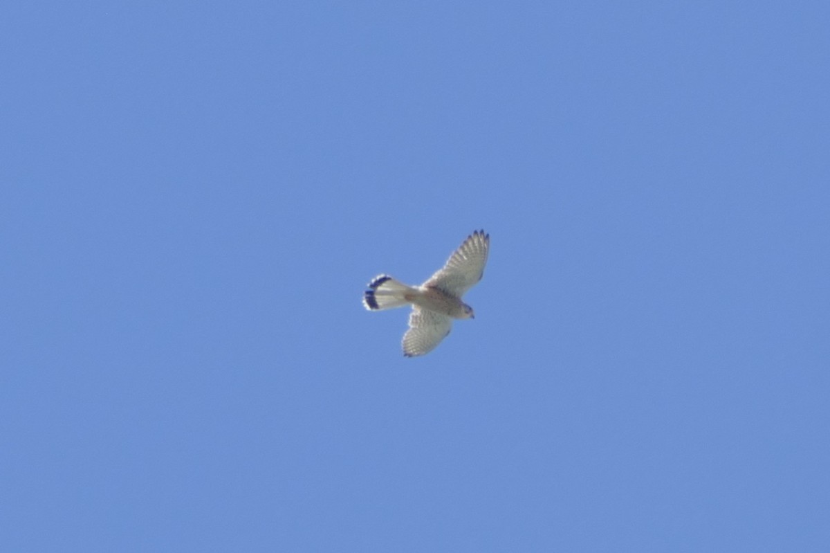 Turmfalke - ML634549925