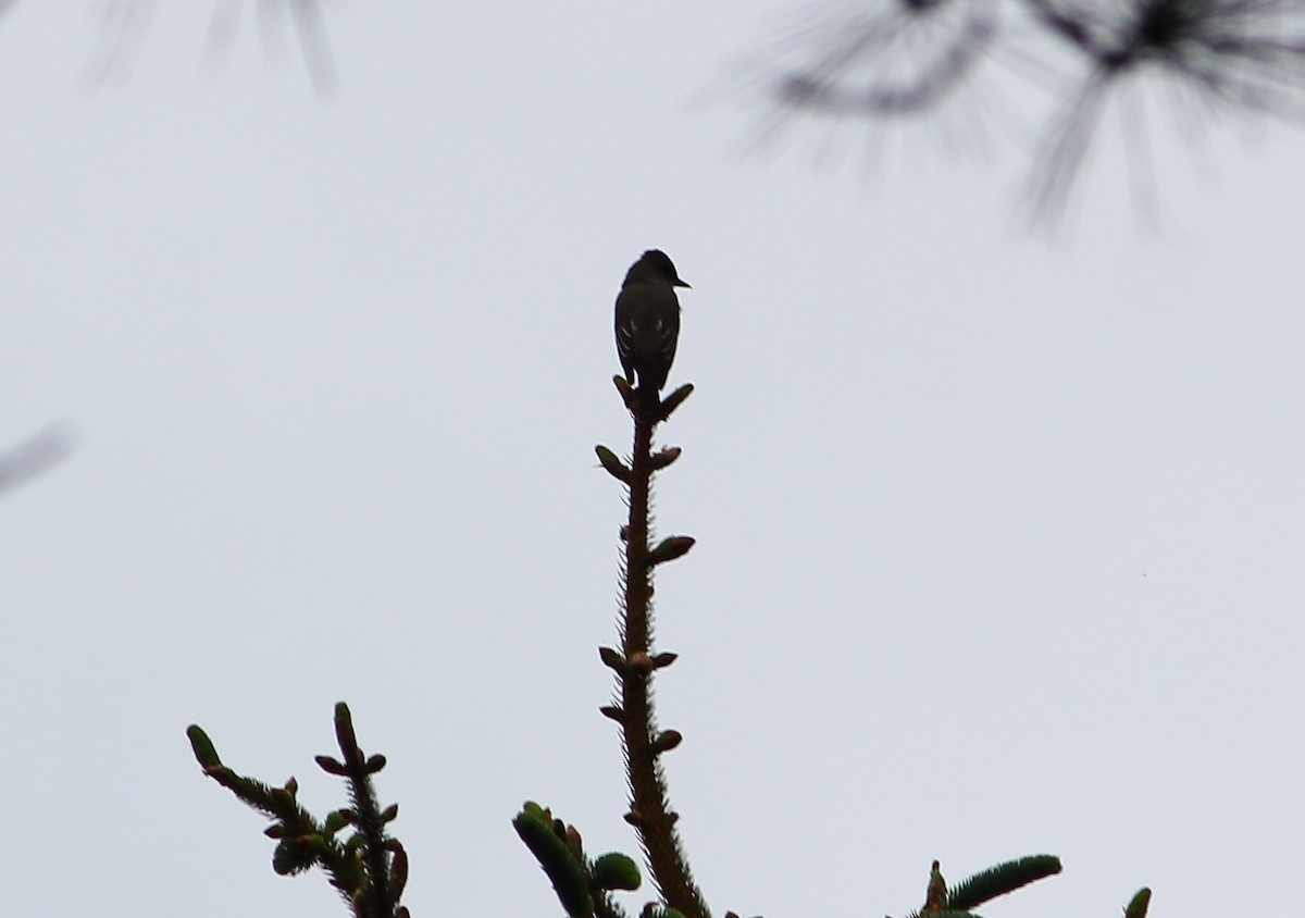 Olivflanken-Schnäppertyrann - ML634549943