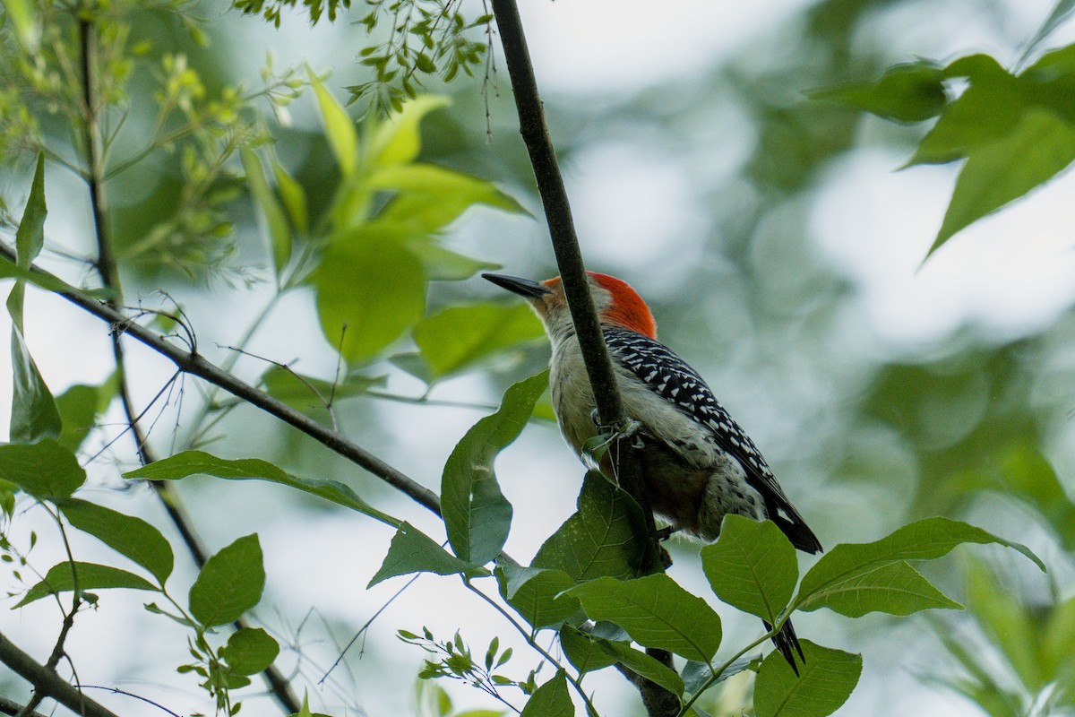 Red-bellied Woodpecker - ML634550010