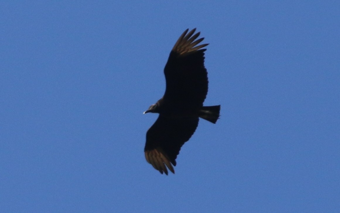 Black Vulture - ML634550042