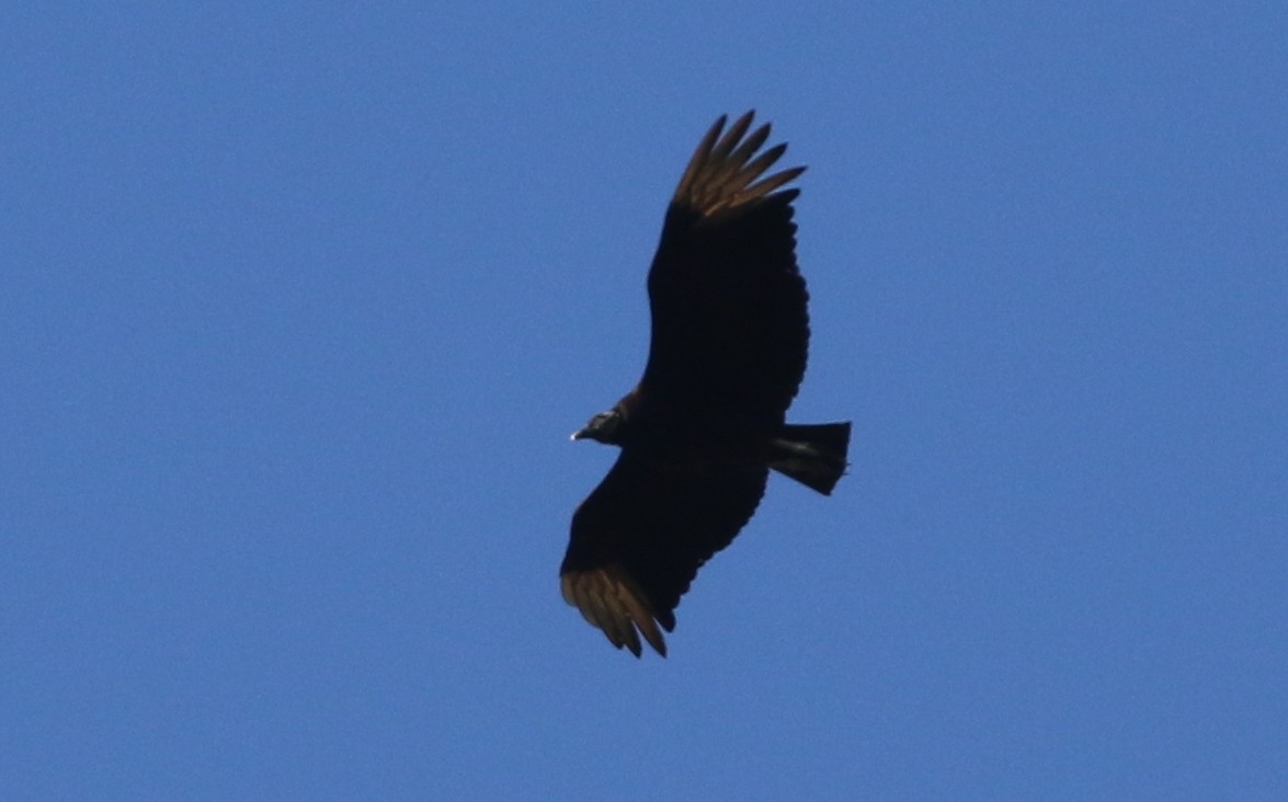 Black Vulture - ML634550043