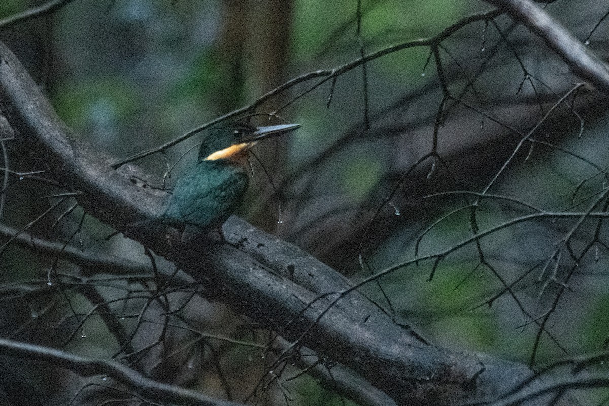Green-and-rufous Kingfisher - ML634550076