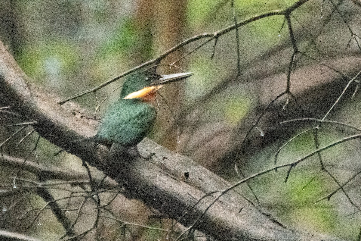 Green-and-rufous Kingfisher - ML634550083