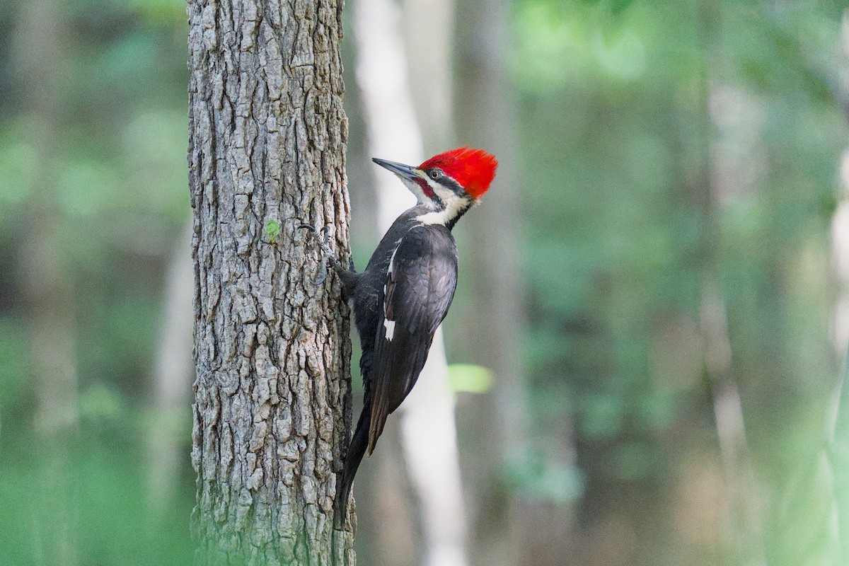 Pileated Woodpecker - ML634550090