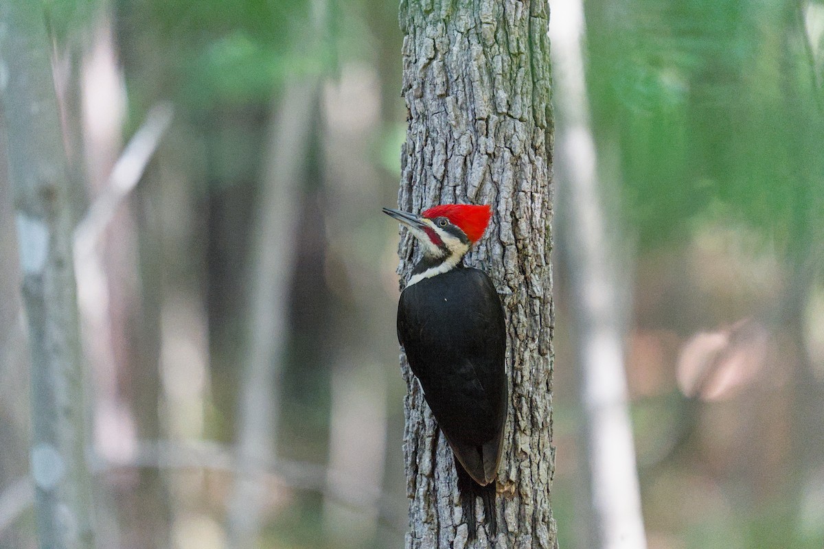 Pileated Woodpecker - ML634550091