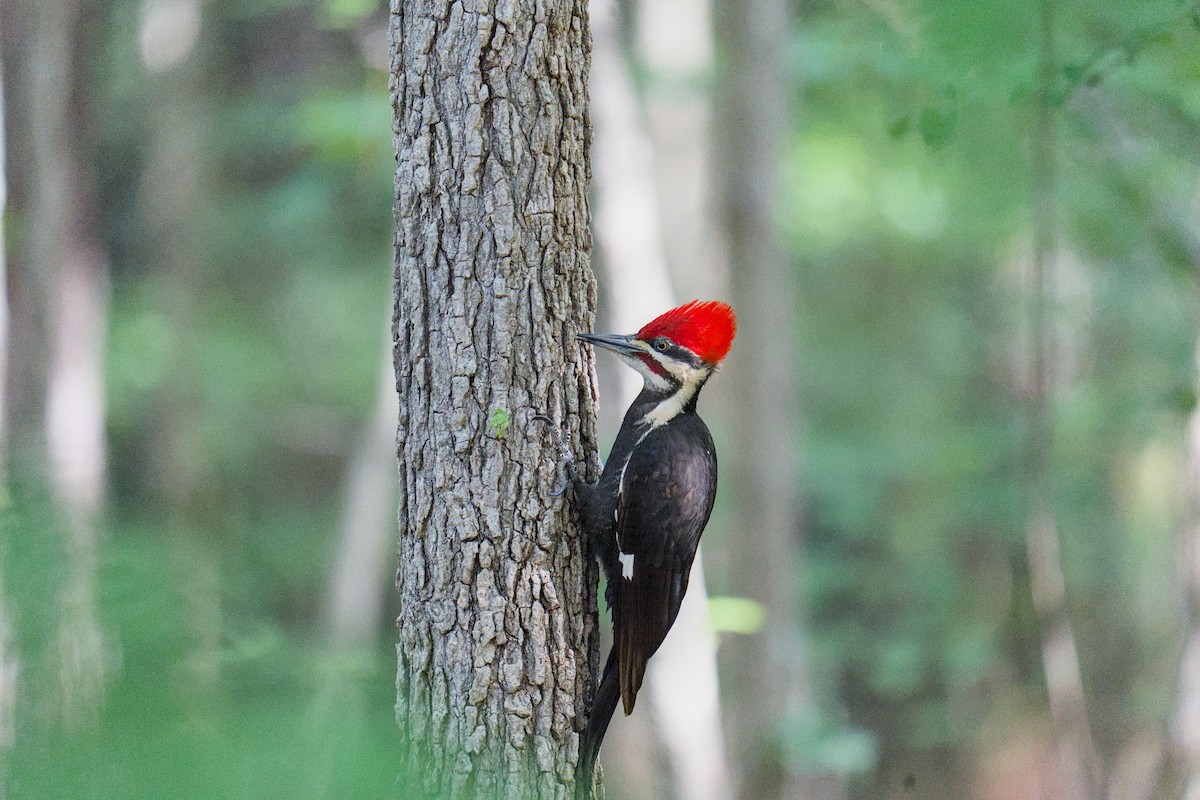 Pileated Woodpecker - ML634550092