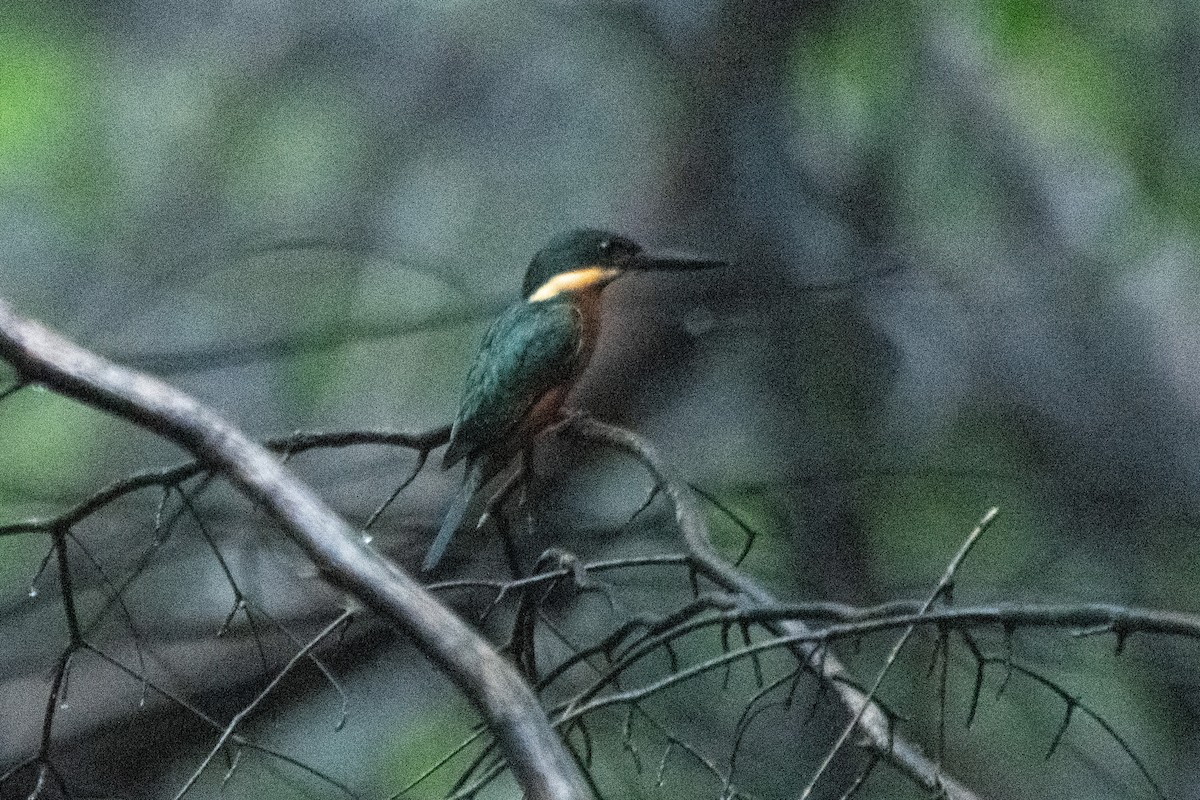 Green-and-rufous Kingfisher - ML634550097