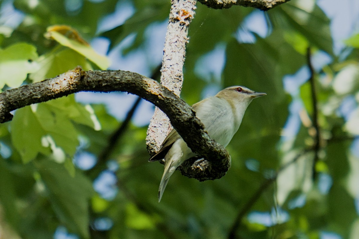 Red-eyed Vireo - ML634550105