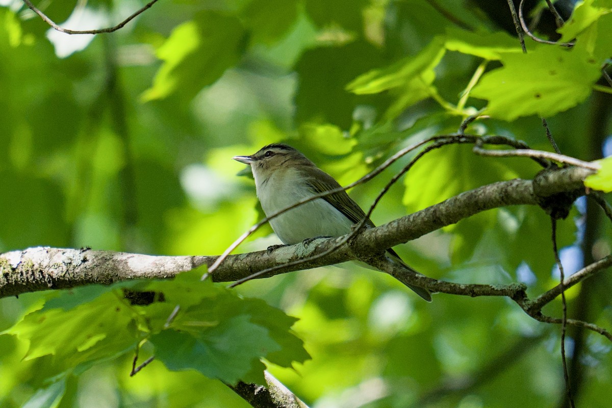 Red-eyed Vireo - ML634550106