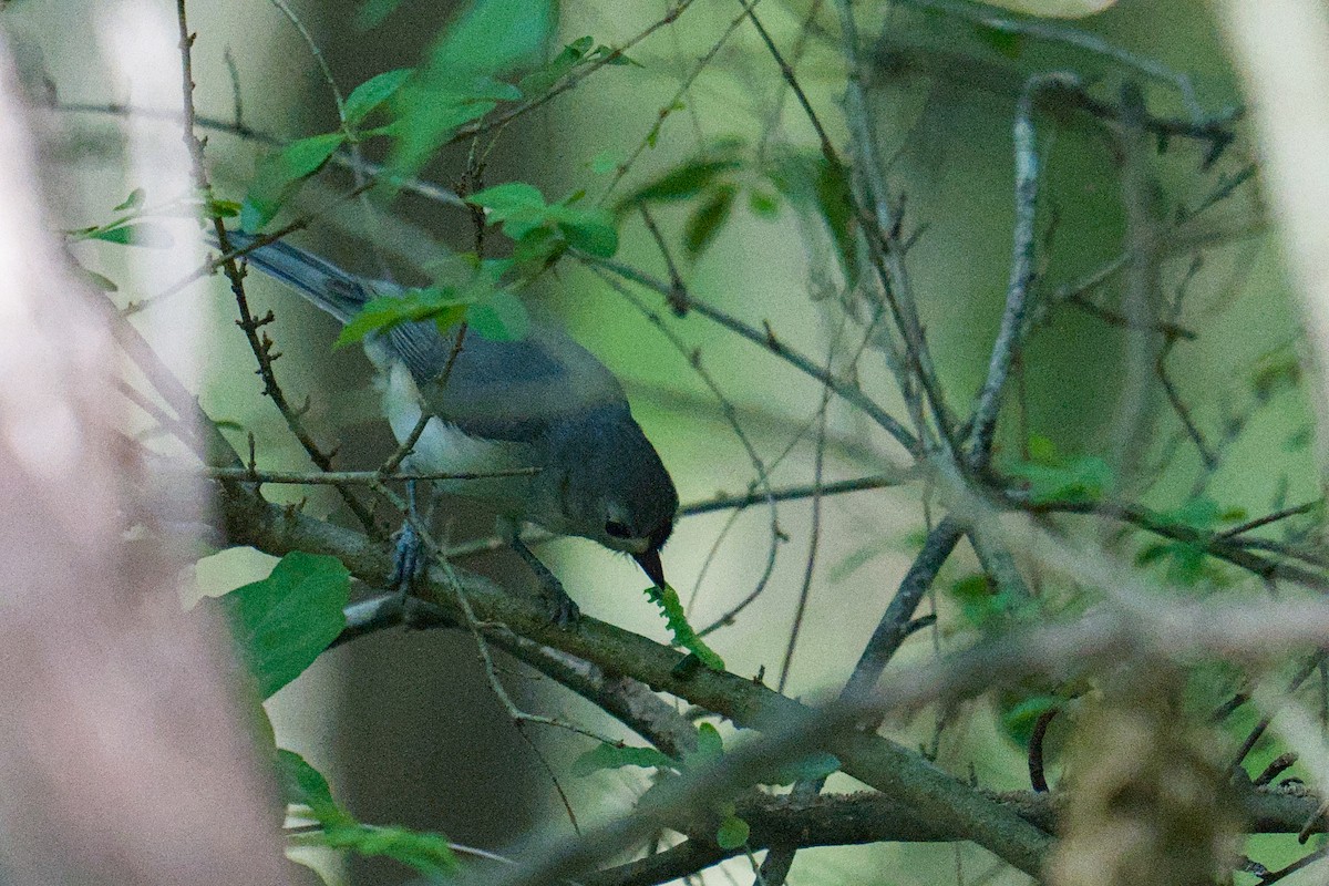 Tufted Titmouse - ML634550175