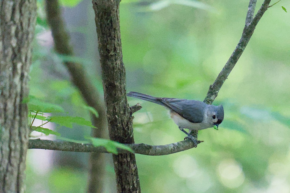 Tufted Titmouse - ML634550176
