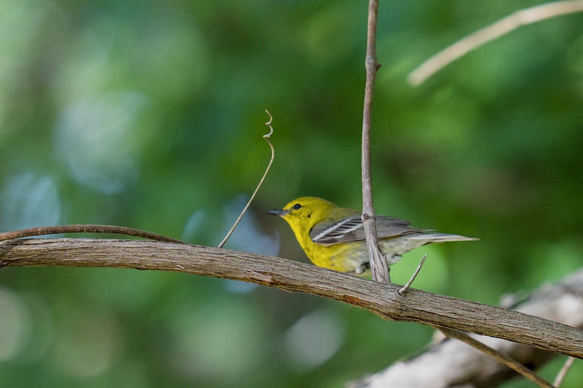 Pine Warbler - ML634550217