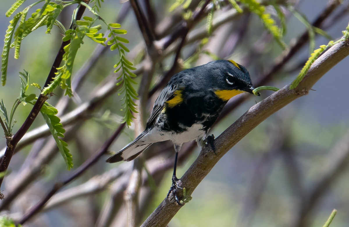 Yellow-rumped Warbler - ML634550309