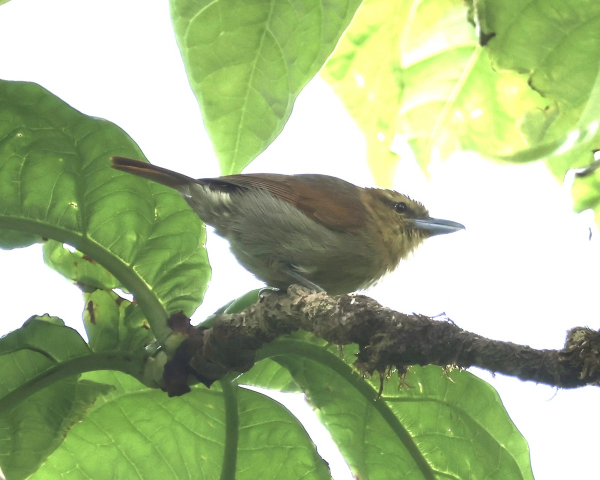 Russet Antshrike - ML634550313