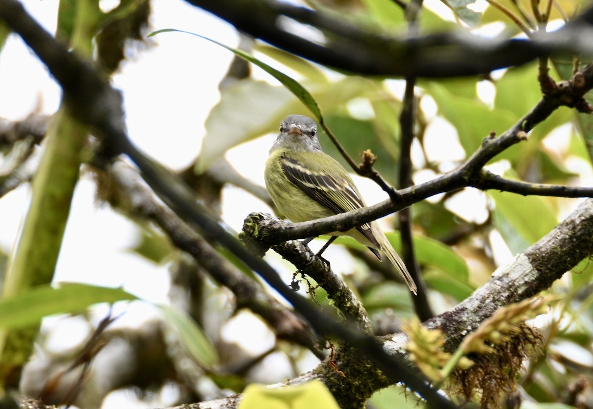 White-fronted Tyrannulet - ML634550395