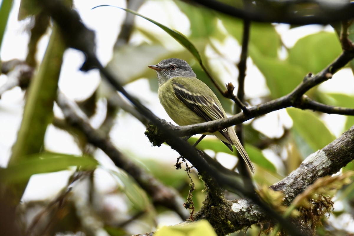 White-fronted Tyrannulet - ML634550396