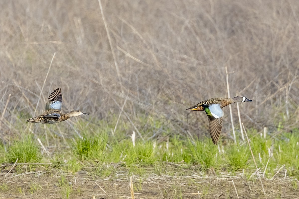 Blue-winged Teal - ML634550570