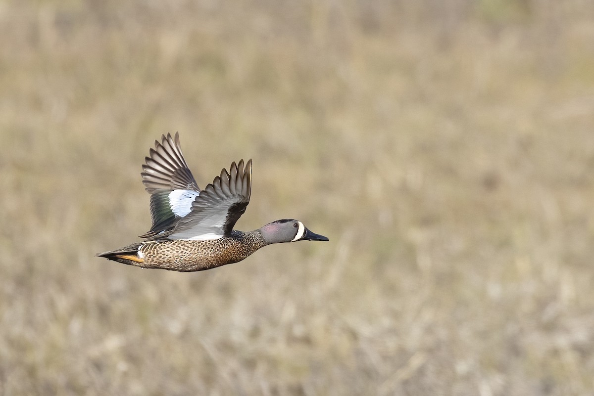 Blue-winged Teal - ML634550571
