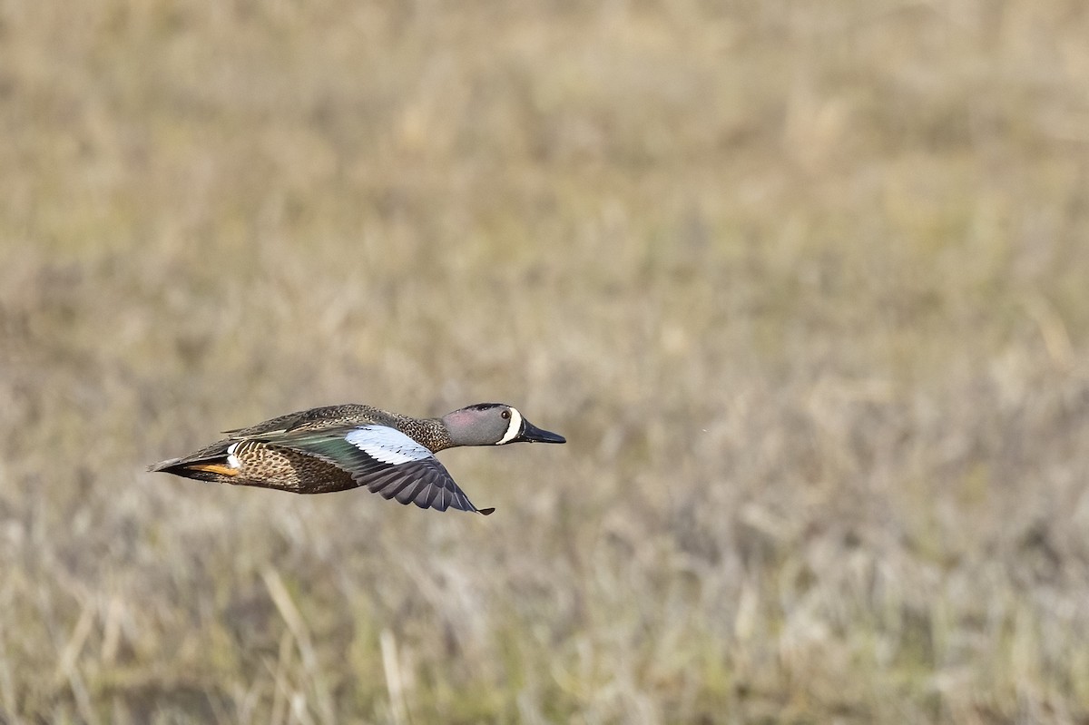 Blue-winged Teal - ML634550572