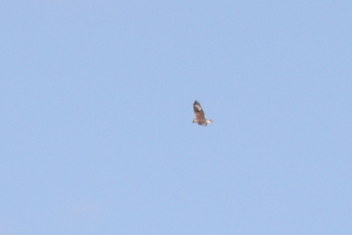 Königsbussard - ML634550613