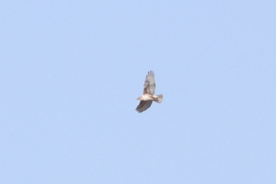 Königsbussard - ML634550617
