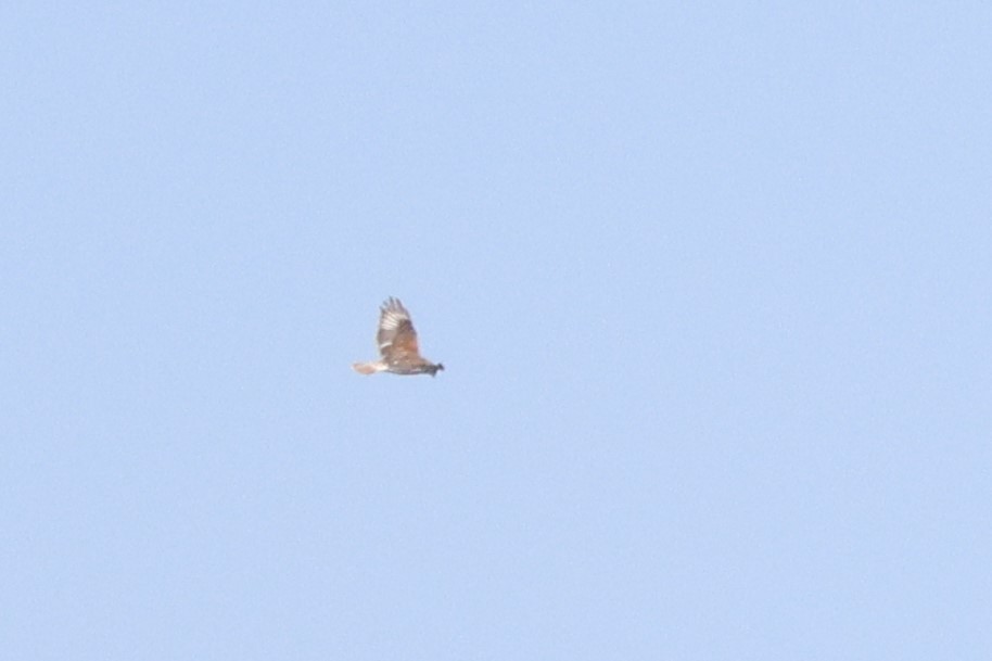Königsbussard - ML634550620
