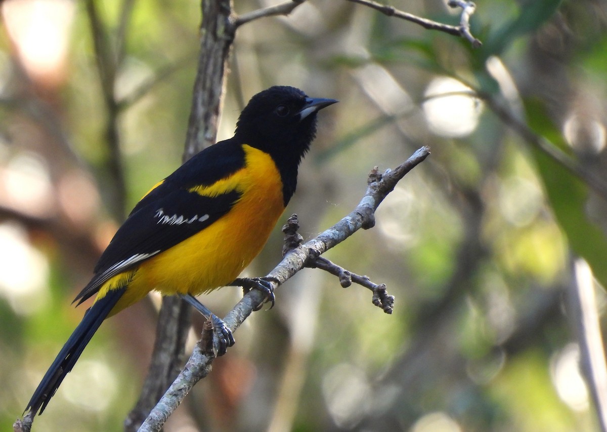 Bar-winged Oriole - ML634550623