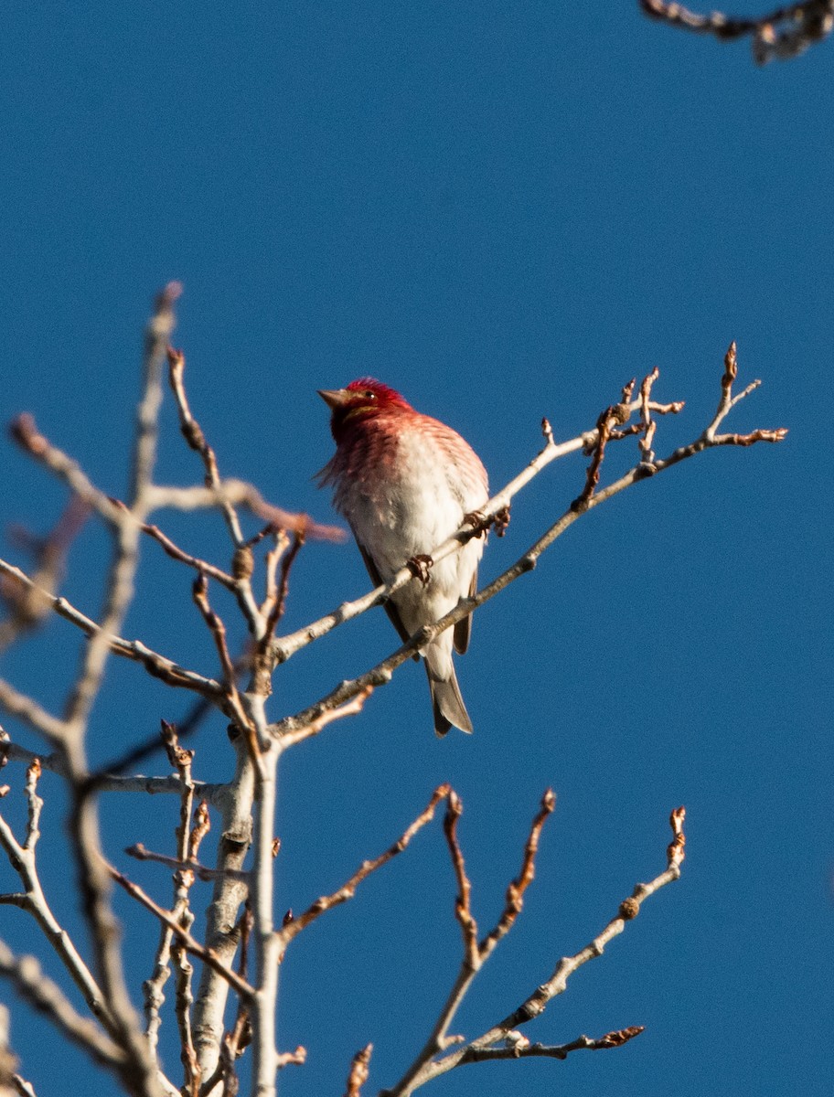 Purple Finch - ML634550642