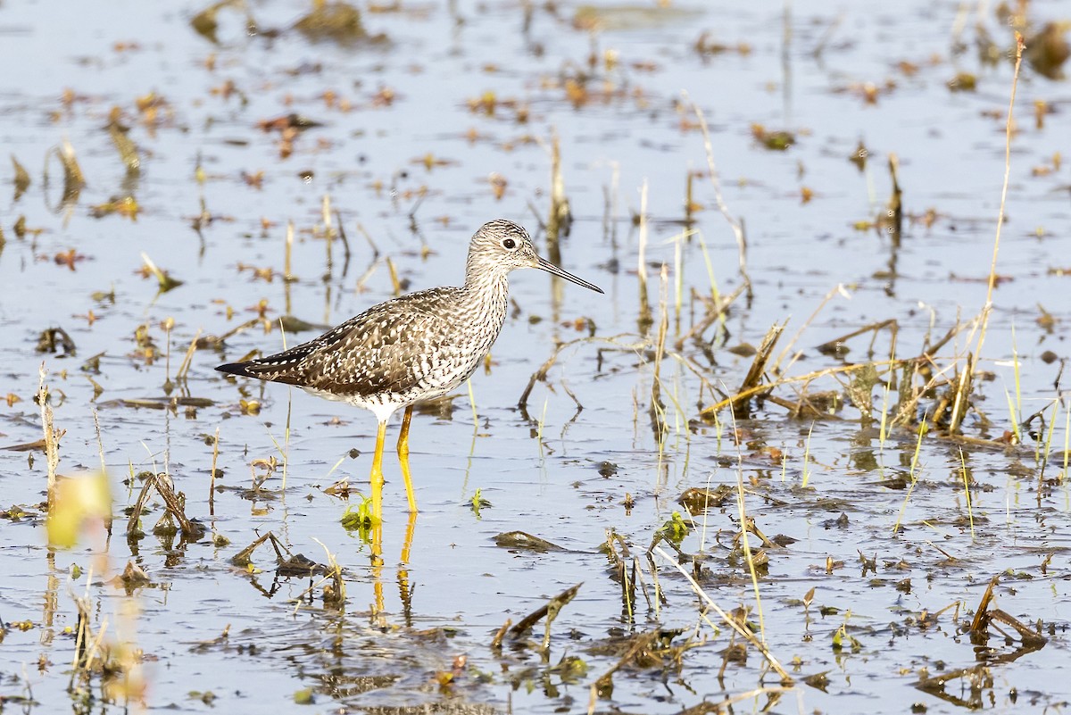 Greater Yellowlegs - ML634550679