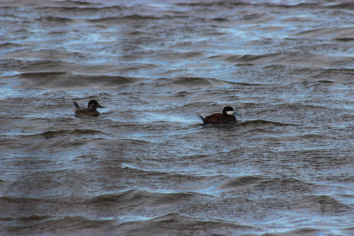 kachnice kaštanová - ML634550694