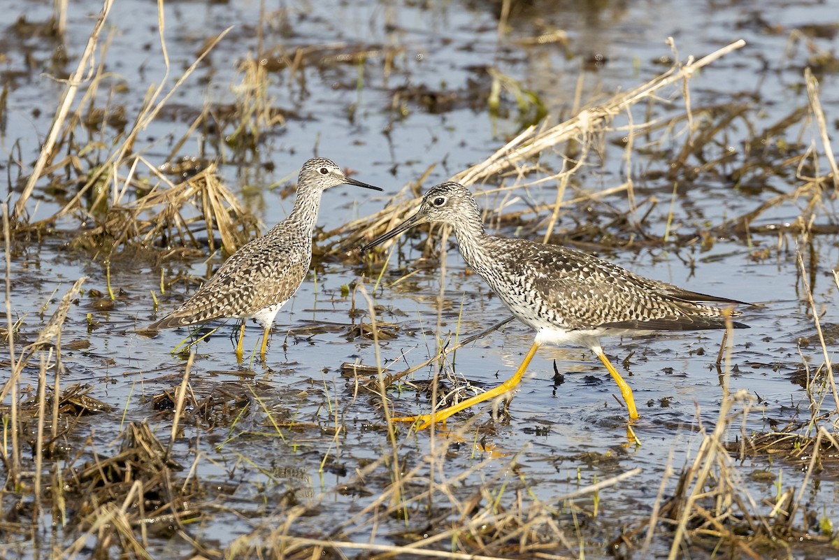 Lesser Yellowlegs - ML634550697