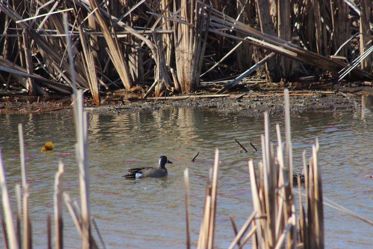 čírka modrokřídlá - ML634550732