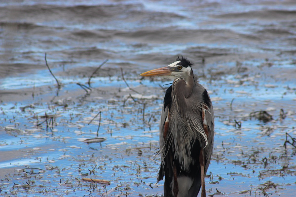 volavka velká - ML634550785