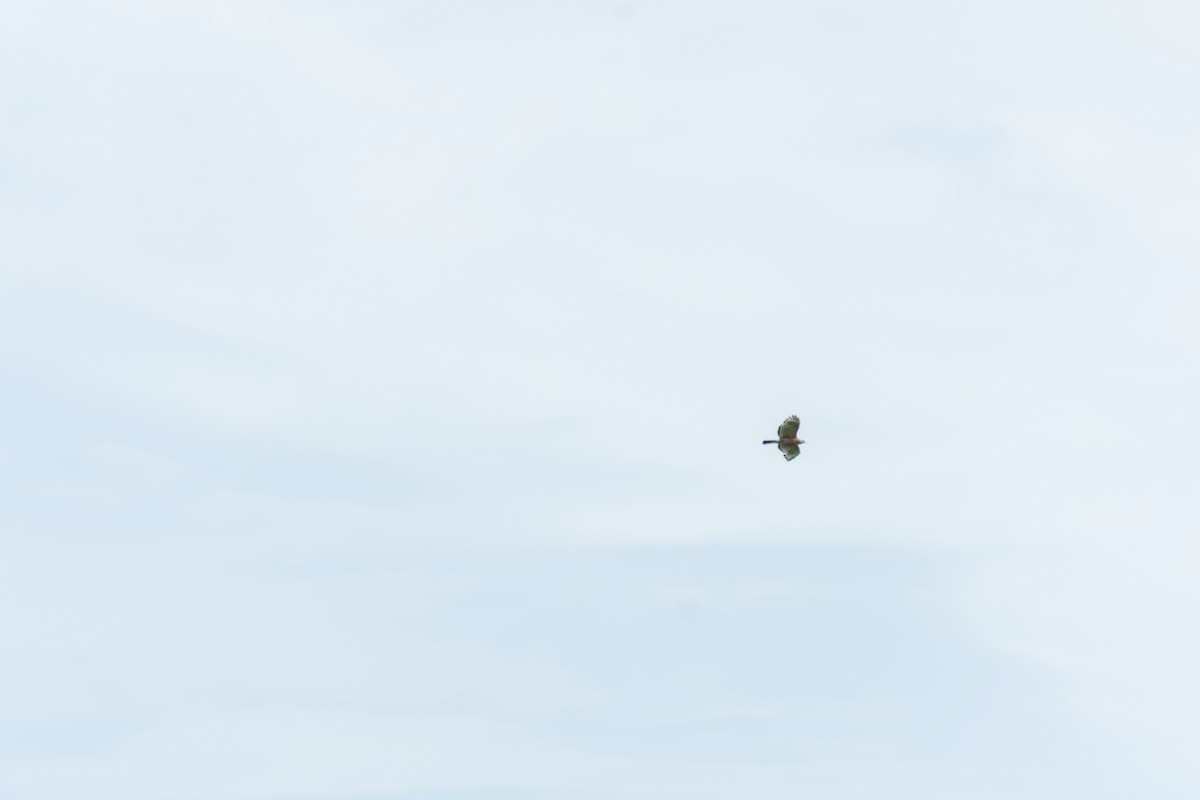 Red-shouldered Hawk - ML634550793