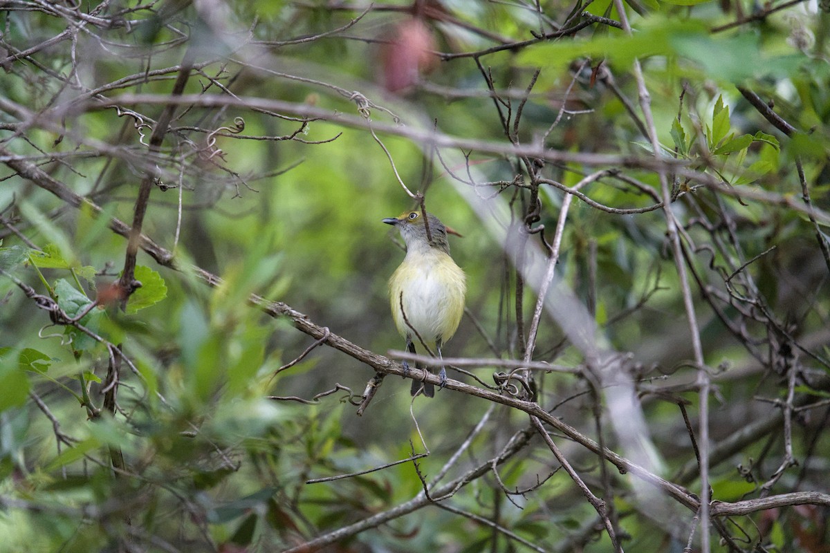 White-eyed Vireo - ML634550854