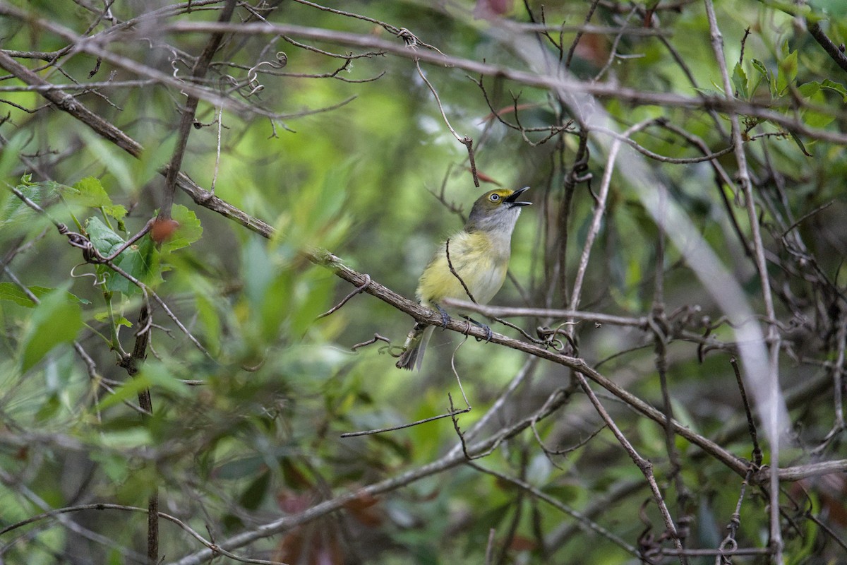 White-eyed Vireo - ML634550856