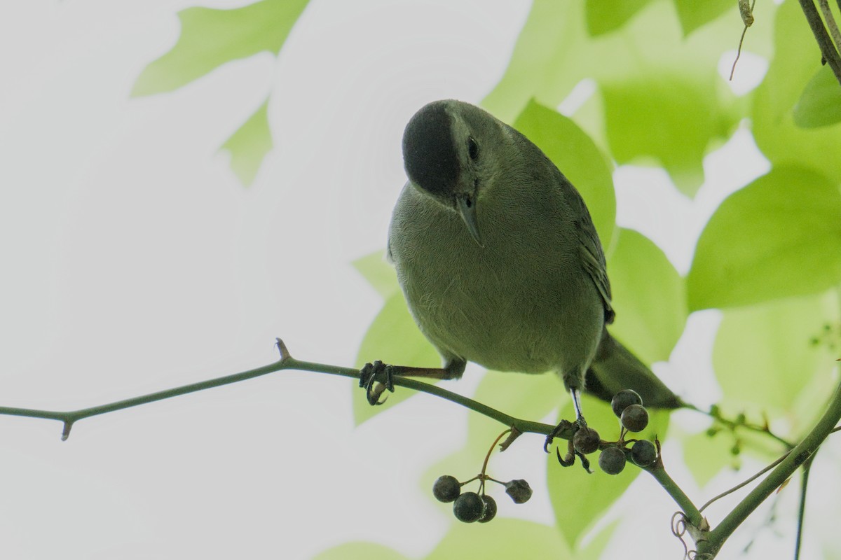 Gray Catbird - ML634550896
