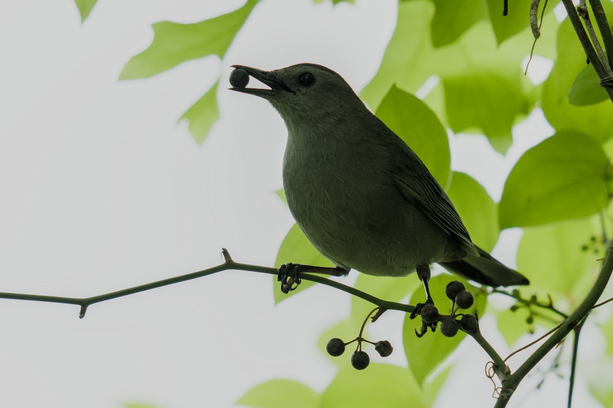 Gray Catbird - ML634550897