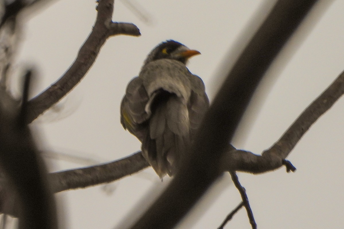 Noisy Miner - ML634550919
