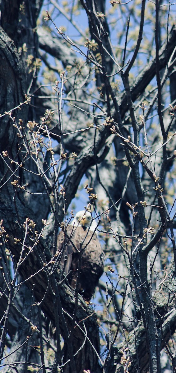 orel bělohlavý - ML634550984