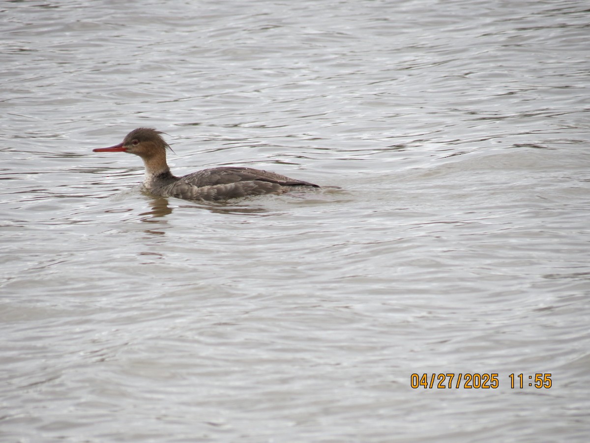 Red-breasted Merganser - ML634550999