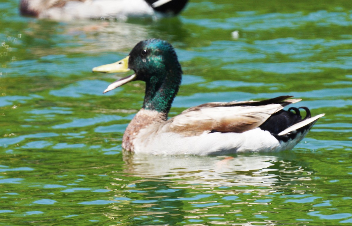 Mallard - ML634551002