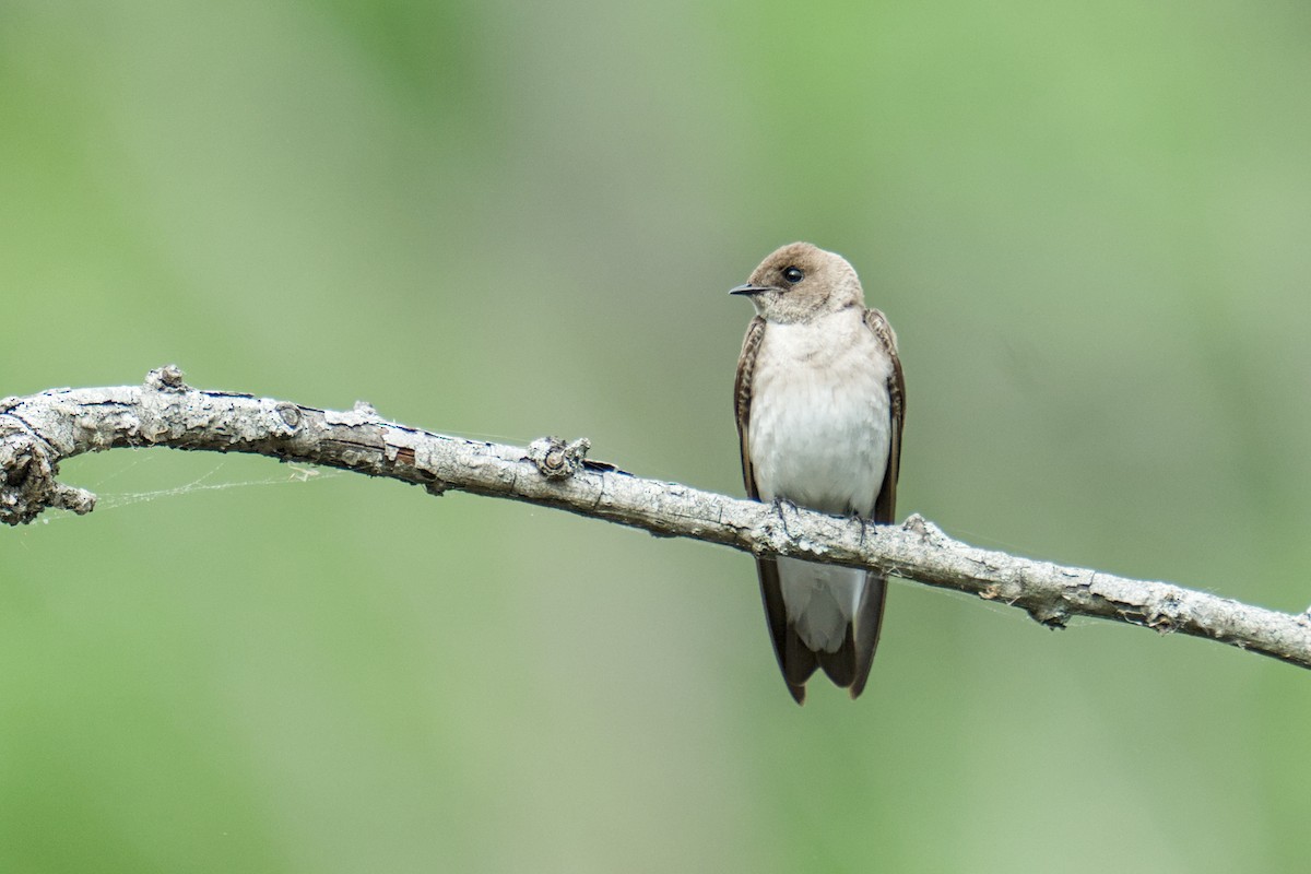 Northern Rough-winged Swallow - ML634551004