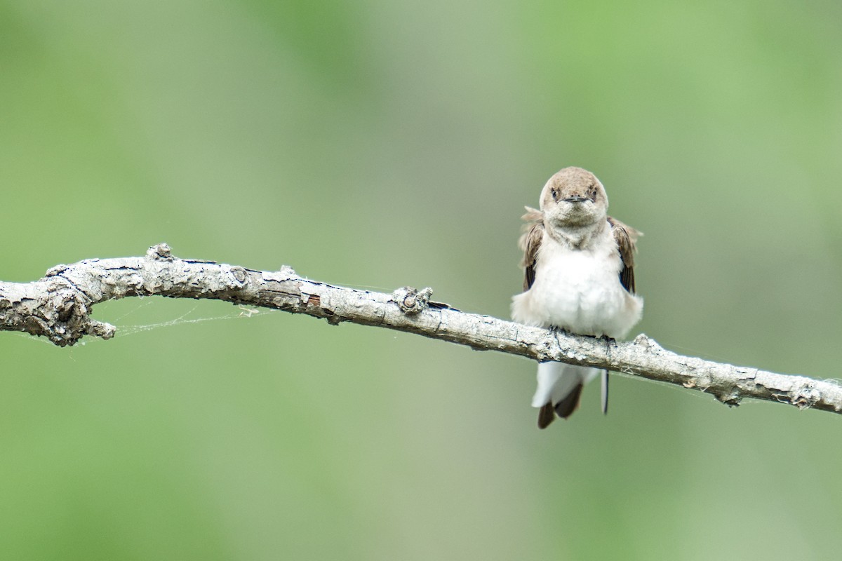 Northern Rough-winged Swallow - ML634551005